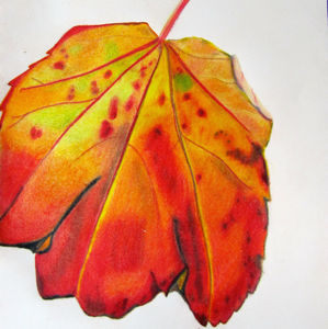 A colored pencil drawing of an autumn leaf