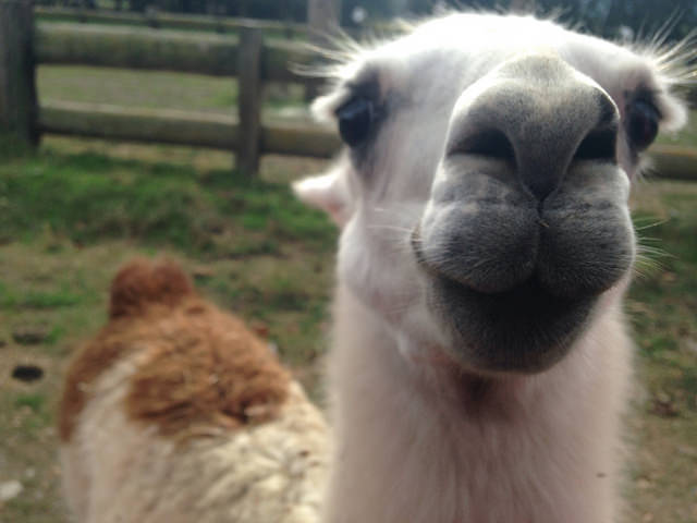 A resident llama